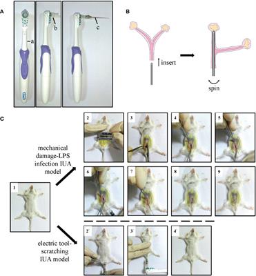 Tumor necrosis factor-α-primed mesenchymal stem cell-derived exosomes promote M2 macrophage polarization via Galectin-1 and modify intrauterine adhesion on a novel murine model